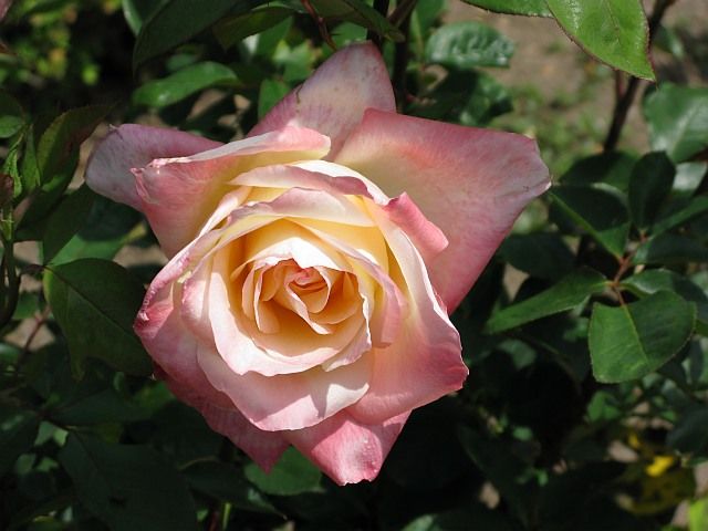  photo DianaPrincessofWalesatfiloliIMG_1107_zpse5d88af1.jpg